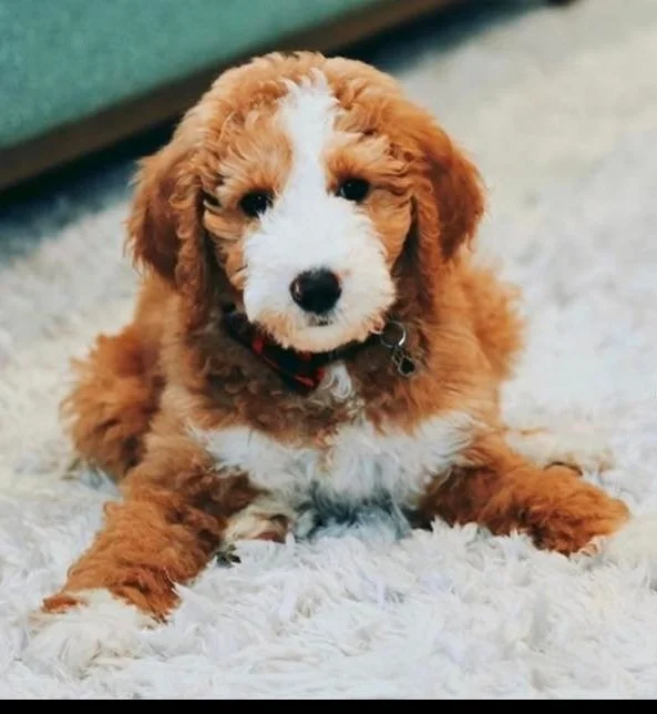Wet Goldendoodle Kisses KY Goldendoodle Breeder Standards and Minis